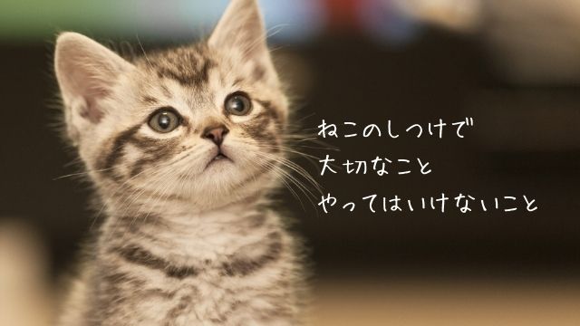 ねこ　しつけ