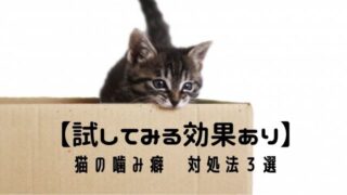 猫の噛み癖の対処法