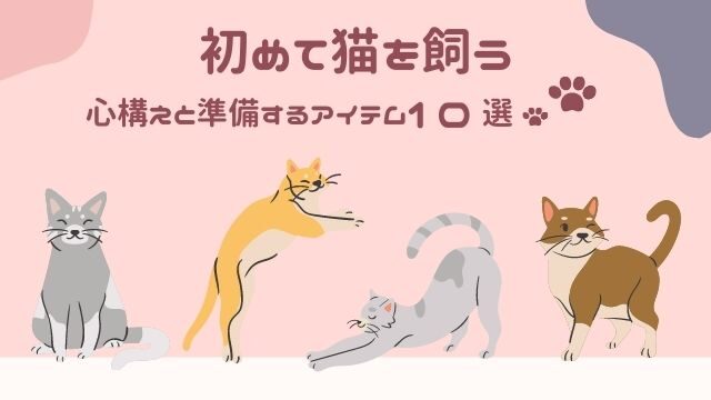 初めて猫を飼う