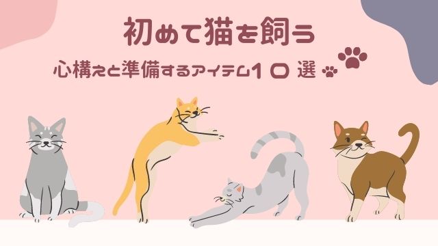 初めて猫を飼う