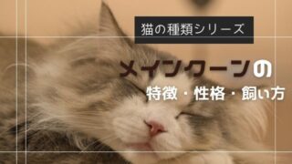 メインクーンの特徴・性格・飼い方