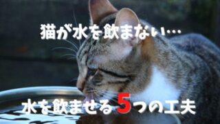 猫が水を飲んでくれない