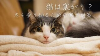 猫のための寒さ対策