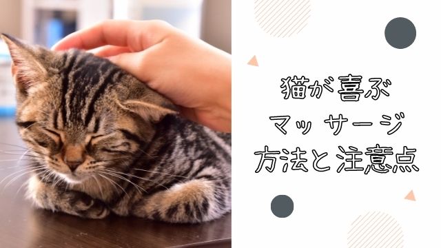 猫が喜ぶマッサージ