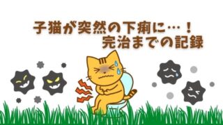 子猫が突然の下痢に