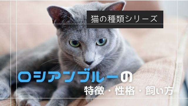 ロシアンブルーの特徴・性格・飼い方