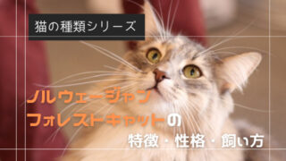 ノルウェージャンフォレストキャットの特徴・性格・飼い方