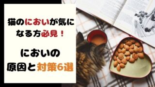 猫のにおいが気になる方必見！においの原因と対策6選