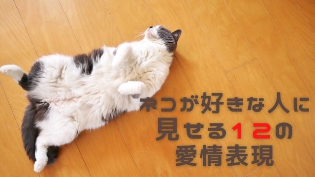 ネコが好きな人に見せる12の愛情表現