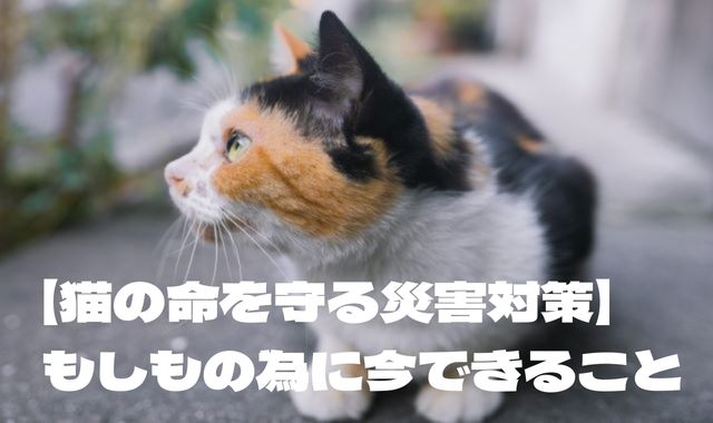 【猫の命を守る災害対策】 サムネ