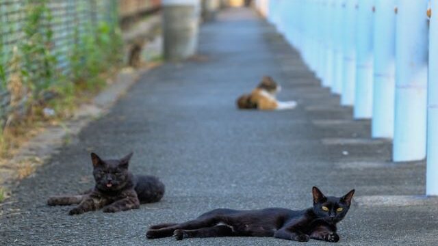 日々の備えが愛猫の命を守ります