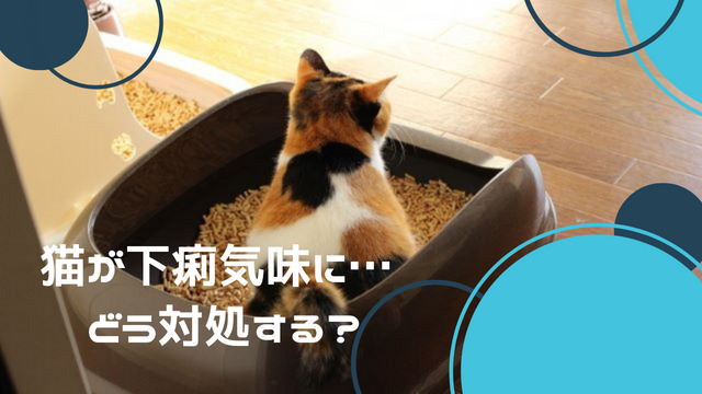 猫が下痢気味に… どうやって対処すればいい？