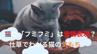 猫の「フミフミ」は愛情表現？